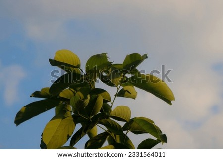 The photo of the tip of a tree branch that is photographed from below in the morning with a blue sky as a background looks fresh and natural