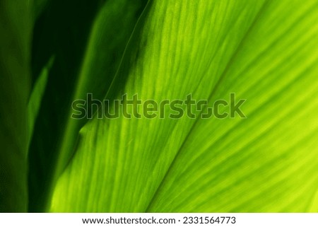 green leaves nature wallpaper background