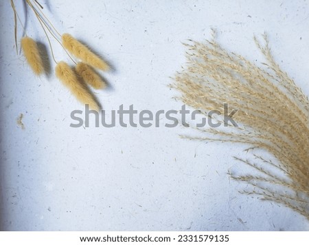 Beautiful white floral minimal composition. Brown soft lagurus or rabbit's tail wheat grass texture background. Springtime concept. Product advertising backdrop. Flat lay top view copy space.