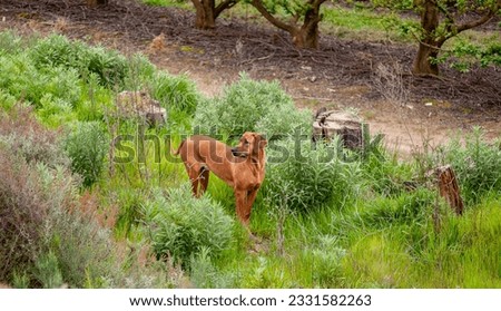 Rhodesian Ridgeback dog, standing in overgrown shrubs and looking to left