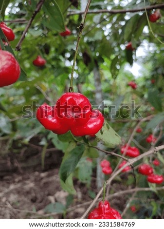 Syzygium jambos is a species of rose apple, bell apple, button, wax apple. Royalty-Free Stock Photo #2331584769
