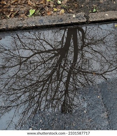 reflection of the crown of a tree in a puddle on the pavement. photography as art.