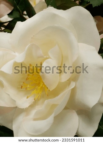 Jasmine white flower photo shoot 