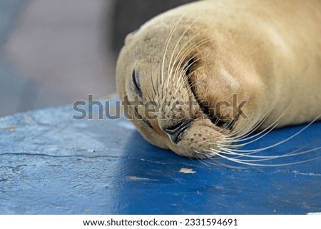 The portrait of sleeping sea lion, Santa Cruz island, Galapagos 