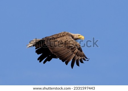 a white-tailed eagle flies around blue sky