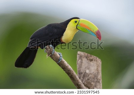 Keel billed toucan (Ramphastos sulfuratus)