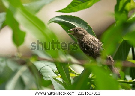 picture of a house sparrow inside the greenery on a sunny day, 
Passer domesticus