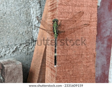 A close-up of a dragonfly perched on a wood