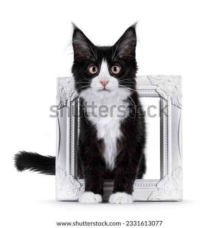 Cute black with white tuxedo Maine Coon cat kitten with naughty expression, standing throught empty picture frame  Looking towards camera. Isolated on a white background.
