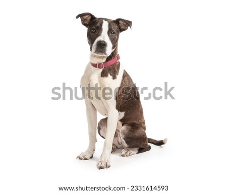 a mixed breed dog sits on a white background Royalty-Free Stock Photo #2331614593