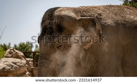 A captivating image showcasing the majestic presence of an elephant, poised and powerful, just before a swirling cloud of dust. 