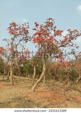 Palash flower.not edited picture.mobile click picture
