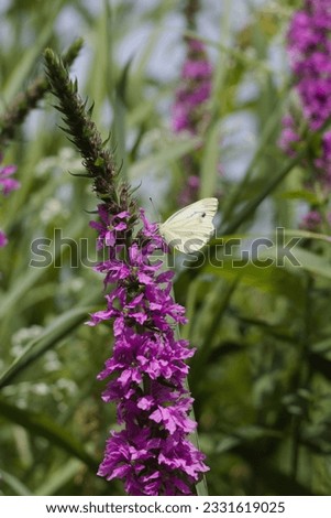 Butterfly  perched on Purple, pink flower at spring on a meadow, blooming flowers background with green grass sunlight, summer landscape of wild flowers and butter fly, amazing nature landsc ape.