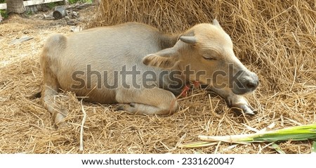 Calf sleeping in the straw 