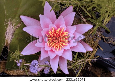 Water lily blossom in a garden pond