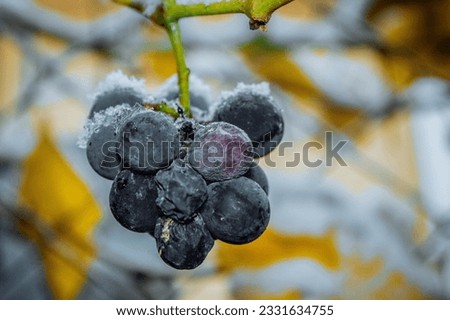 Noise, grain, film effect, out of focus bunch of juicy, sweet overripe purple grapes on a branch in the garden in late autumn against the background of snow close-up