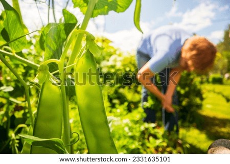 Pea pod, stem and leaves of close up in the farm. Green fresh natural food crops. Gardening concept. Agricultural plants growing in garden beds. Royalty-Free Stock Photo #2331635101