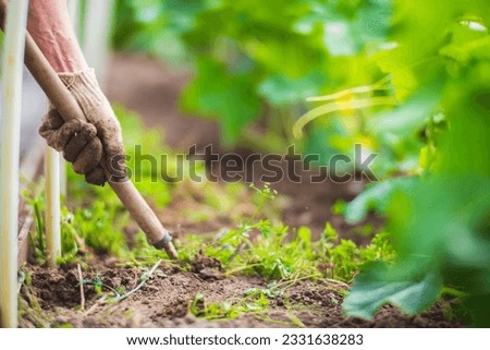 Weeding beds with agricultura plants growing in the garden. Weed control in the garden. Cultivated land close-up. Agricultural work on the plantation.