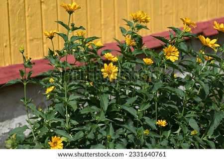 yellow flowers grow by the wall of the wooden house