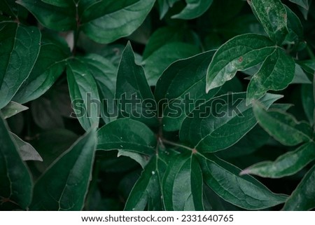 natural panoramic pattern of green foliage of peony flowers on a dark background close-up flower arrangement in a dark key texture of leaves in macro photo