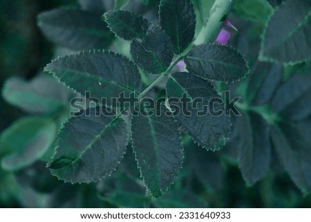 Dark green leaves abstract background, close-up