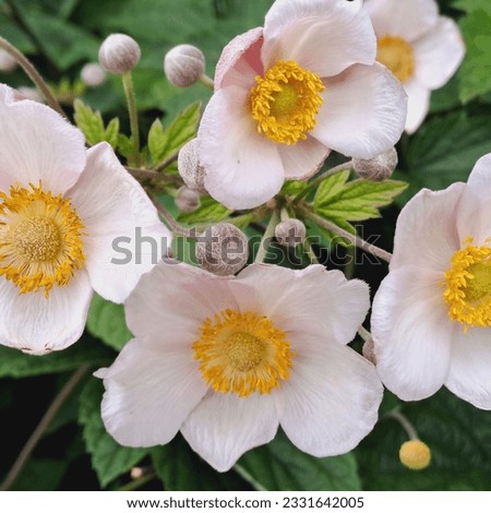 Japanese anemone, beautiful white flowers with yellow inflorescence, small buds, green leaves behind, macro seed, beautiful background, picture, theme, screensaver