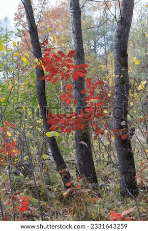 late autumn forest, colorful leaves, withering