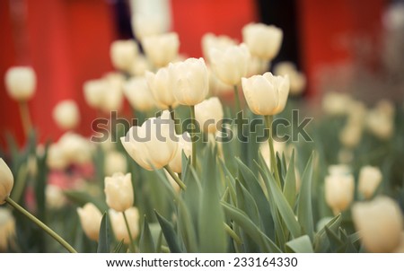 Tulips in shades of vintage.