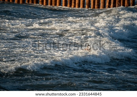 A man swimming in the sea with big waves. Big waves on the Baltic Sea. Dangerous sea.