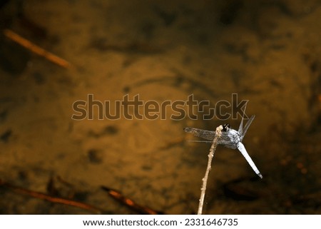 Male white tail skimmer, perching on a single thin stem against a fantastically blurred brown water surface background (Macro lens, photographed in natural light)