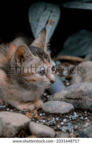 cat photography, colorfull asthetic photo