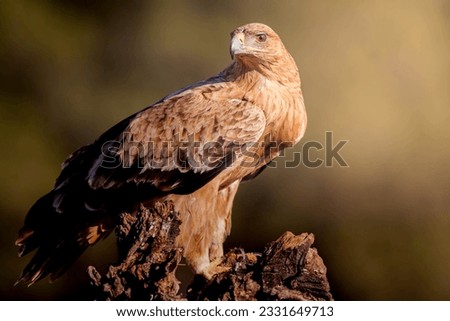 Spanish Imperal Eagle in Sierra Morena