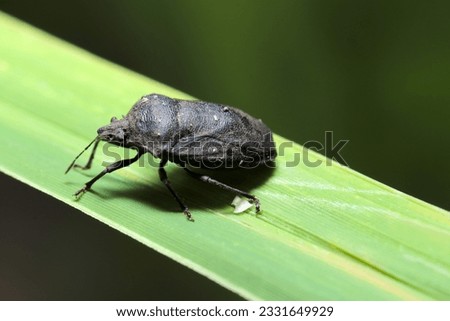 Sober black stink bug adult (using macro lens, strobe + natural light, close-up photo)