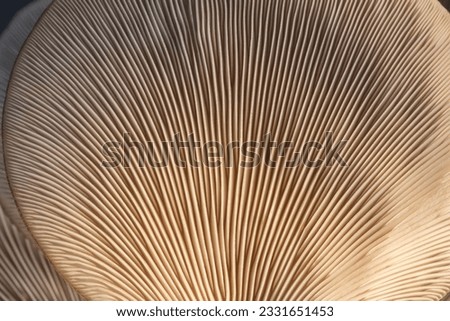 oyster mushroom texture of mushroom plates, close-up Royalty-Free Stock Photo #2331651453
