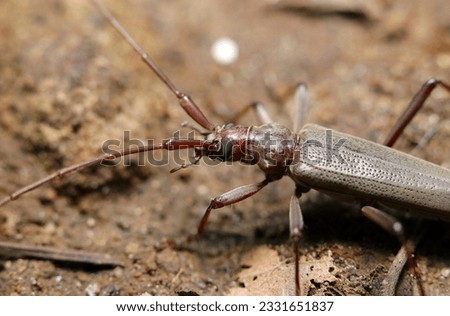 Upper body of an adult Distenia gracilic gracilic Long horn beetle moving on the soil of a forest (Macro lens, strobe and natural light, close-up photograph)