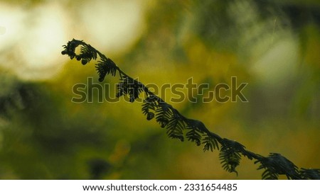 Green Fern leaves, in the Forest of Landes, France