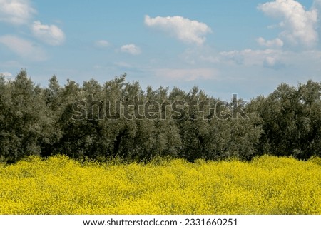field nature spring yellow flower , Many yellow flowers in a green grass. High quality photo