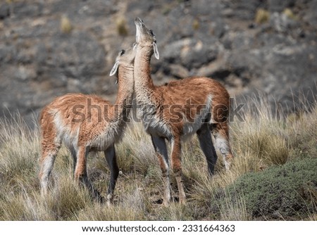 Affectionate guanacos; Curious Guanacos pair; Guanacos neck wrestling; Guanos nuzzling; Two guanacos sprinting across the road; Guanaco pair relaxing on the lawn; Parque Patagonia Headquarters