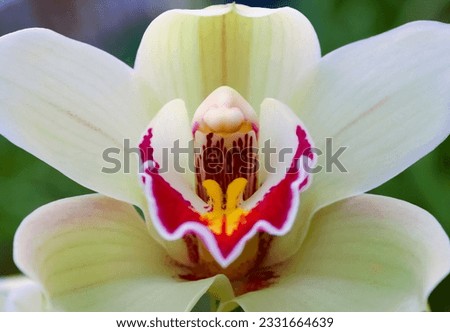 Phalaenopsis orchid blooming in a greenhouse, close-up Royalty-Free Stock Photo #2331664639