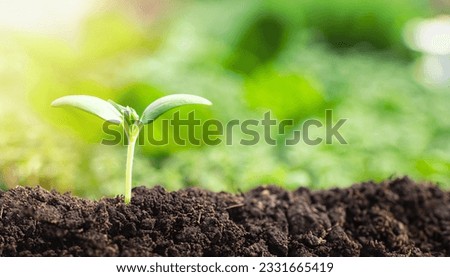 Green plant growing in good soil. Banner with copy space. Agriculture, organic gardening, planting or ecology concept. Young sprouts, seedlings growing. New life concept Royalty-Free Stock Photo #2331665419
