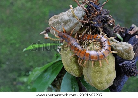 A centipede is looking for prey on a bush. This multi-legged animal has the scientific name Scolopendra morsitans. Royalty-Free Stock Photo #2331667297