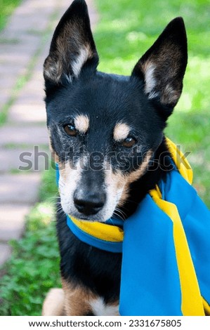 dog with ukrainian flag. pet in ukraine. independence day.