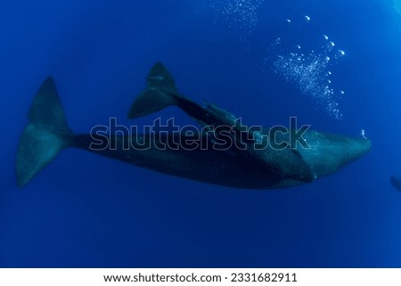 A newborn baby sperm whale swims surrounded by his family Royalty-Free Stock Photo #2331682911