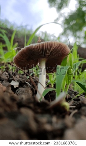picture of volvopluteus which is a genus of mushroom 