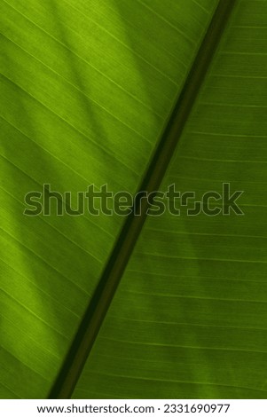 Closeup macro texture of green banana leaf background in the sun. Vertical minimalistic photo of natural tropical foliage