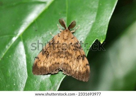 Brown adult gypsy moth perched on green leaves in the forest (using a macro lens, natural light, close-up photo)
