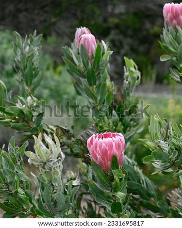 Single bloom of Protea Compacta or commonly known as Bot River protea with another bloom blurred in background surronded by green floiage