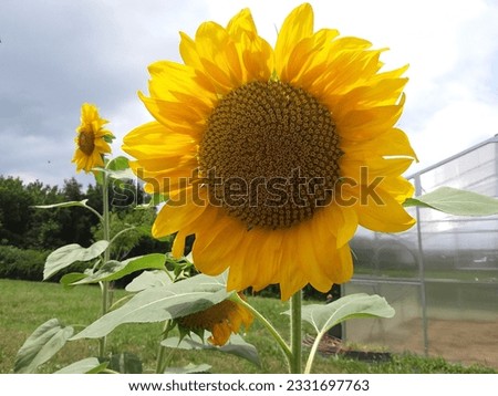 A sunflower in the country
