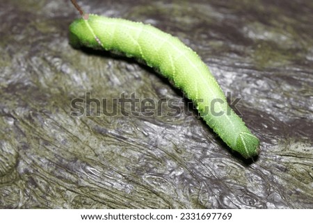 Back view Japanese moth, Ezoshimofurisuzumega (Meganoton analis) large green larva (Dark forest, close up macro photography)
