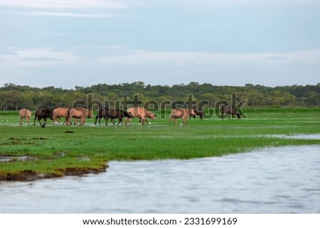 buffalo grazing on the ground of Thailand, surrounded by lush green grasses and trees near lake